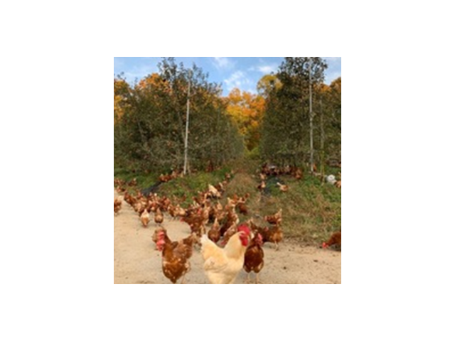 아늠달걀 추천: 소비자가 선택한 재구매율 1위 아이템