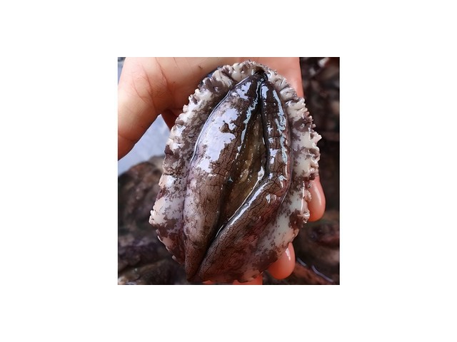 전복찜요들네이쳐 가이드 정보 공유